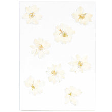 Laden Sie das Bild in den Galerie-Viewer, RICO DESIGN Gepresste Blüten Rittersporn
